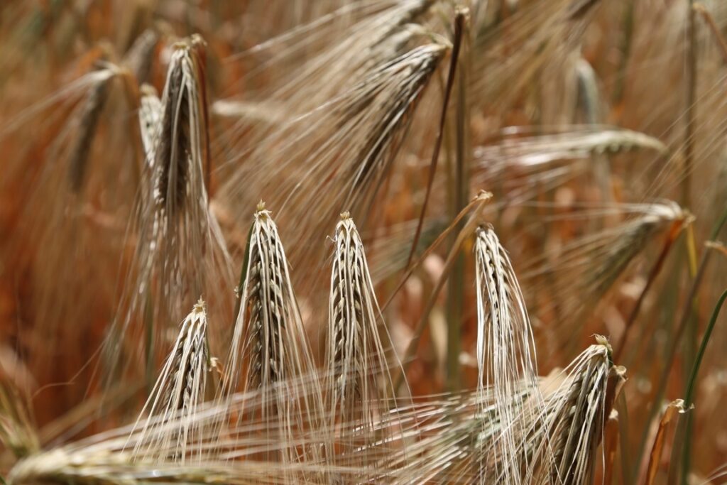 alimenti che contengono glutine